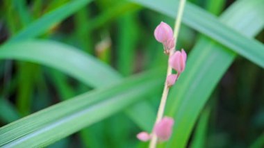 Antigonon leptopus pembesi, karabuğday familyasından mercan sarmaşığı veya kraliçe çelengi olarak da bilinen, arka plan yeşil bulanıklığında bulunan bir sarmaşık türüdür.