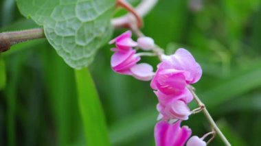 Antigonon leptopus pembesi, karabuğday familyasından mercan sarmaşığı veya kraliçe çelengi olarak da bilinen, arka plan yeşil bulanıklığında bulunan bir sarmaşık türüdür.