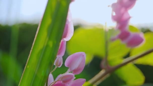Antigonon Leptopus Pink Ist Eine Mehrjährige Rebsorte Aus Der Familie — Stockvideo