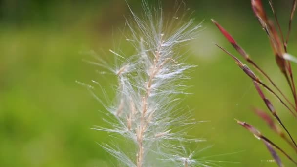 Pennisetum Villosum Een Plant Uit Grassenfamilie Poaceae — Stockvideo