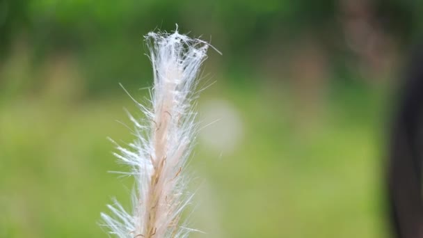 银莲花是草科植物中的一种开花植物 俗称羽冠草 或简称羽冠 绿色背景模糊 — 图库视频影像