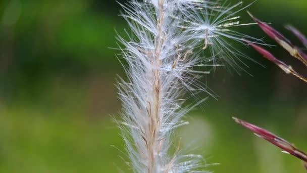 Pennisetum Villosum Ist Eine Blütenpflanze Aus Der Familie Der Grasgewächse — Stockvideo