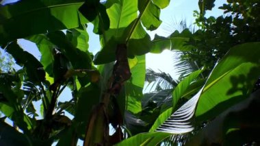 Yaprakların arasında güneş ışığı olan yeşil muz yaprakları ve parlak mavi ve beyaz bulutlar estetik bir etki yaratıyor, sinematik video kamera hareketi.