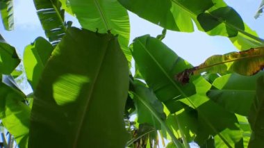 Yaprakların arasında güneş ışığı olan yeşil muz yaprakları ve parlak mavi ve beyaz bulutlar estetik bir etki yaratıyor, sinematik video kamera hareketi.