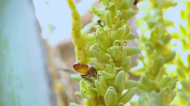 siyah ve sarı çizgili bal arısı yeşil hindistan cevizi ağacı çiçeğinde yiyecek arıyor, 4k kamera hareketi video