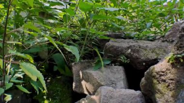 Estetik nehir kayaları üzerinde 4k kamera hareketi var. Orada verimli yaprak bitkileri var. Romantik sinema videoları için mükemmel.