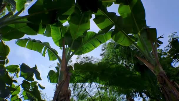 Groene Bananenbladeren Met Zonlicht Tussen Bladeren Felblauwe Witte Wolken Maken — Stockvideo