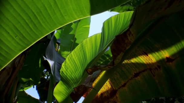 Feuilles Banane Vertes Avec Lumière Soleil Entre Les Feuilles Les — Video