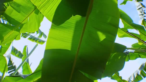 Yaprakların Arasında Güneş Işığı Olan Yeşil Muz Yaprakları Parlak Mavi — Stok video