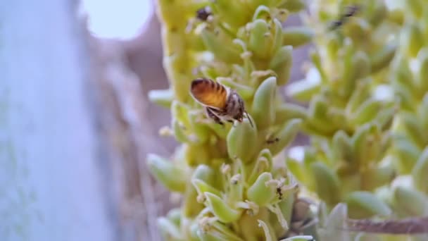 Černá Žlutá Pruhovaná Včela Hledající Potravu Zeleném Kokosovém Květu Kamera — Stock video