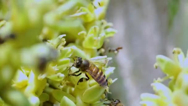 黒と黄色の縞模様のミツバチは緑のヤシの木の花で食べ物を探しています 4Kカメラの動きビデオ — ストック動画