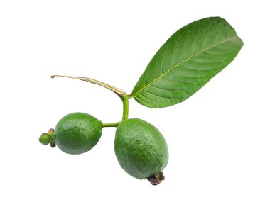 Guava, birçok tropikal ve subtropikal alanda yetişen yaygın bir tropikal meyvedir; guava Psidium guava, guava limonu, guava elması, izole edilmiş beyaz arka plan.