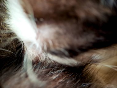 Evin terasında dinlenen siyah beyaz bir kedinin makrosu, kedinin kürkü yumuşak ve güzel.