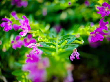 Mirabilis jalapa, Peru mucizesi veya saat 4 'teki çiçek, Mirabilis bitkisinin çeşitli renklerde bir türüdür. Mirabilis Latince güzel demek ve Jalapa Xalapa