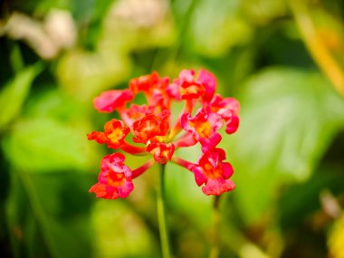 Lantana camara, Verbenaceae familyasından tropikal Amerika 'da yetişen bir bitki türü.