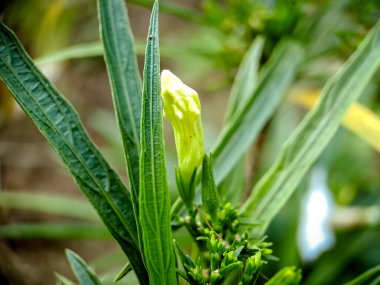 Mirabilis jalapa, Peru mucizesi veya saat 4 'teki çiçek, Mirabilis bitkisinin çeşitli renklerde bir türüdür. Mirabilis Latince güzel demek ve Jalapa Xalapa