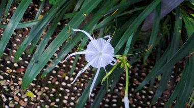 4k video Hymenocallis littoralis or beach spider lily is a species of plant in the genus Hymenocallis, native to the warmer coastal regions of Latin America and widely cultivated