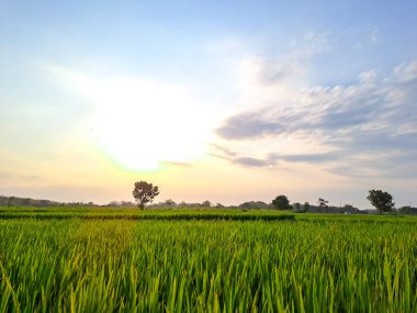 Bu büyüleyici fotoğrafta öğleden sonra pirinç tarlalarının dingin güzelliğini yakalayın. Doğanın kucağına huzurlu bir kaçış