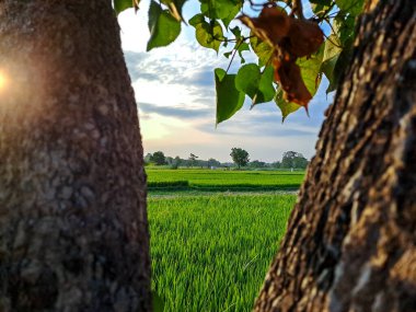 Bu büyüleyici fotoğrafta öğleden sonra pirinç tarlalarının dingin güzelliğini yakalayın. Doğanın kucağına huzurlu bir kaçış