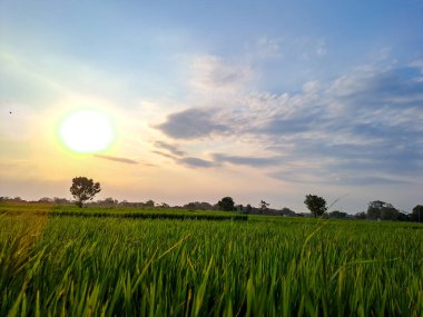 Bu büyüleyici fotoğrafta öğleden sonra pirinç tarlalarının dingin güzelliğini yakalayın. Doğanın kucağına huzurlu bir kaçış