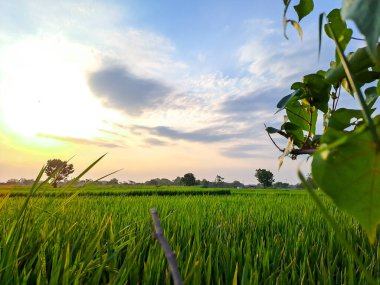 Bu büyüleyici fotoğrafta öğleden sonra pirinç tarlalarının dingin güzelliğini yakalayın. Doğanın kucağına huzurlu bir kaçış