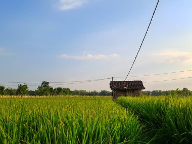 Bu büyüleyici fotoğrafta öğleden sonra pirinç tarlalarının dingin güzelliğini yakalayın. Doğanın kucağına huzurlu bir kaçış
