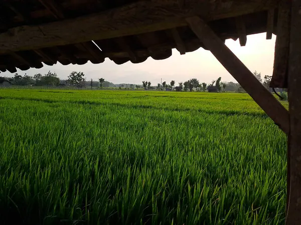 Büyüleyici Fotoğrafta Öğleden Sonra Pirinç Tarlalarının Dingin Güzelliğini Yakalayın Doğanın — Stok fotoğraf
