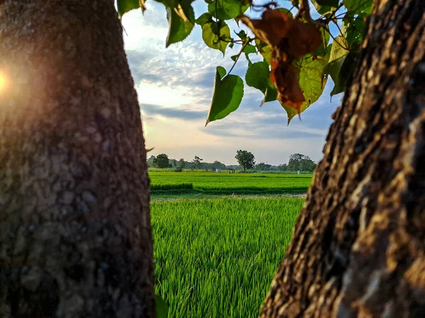 Capture Serene Beauty Afternoon Rice Fields Captivating Photo Tranquil Escape — Stock Photo, Image