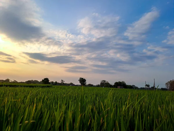 Bu büyüleyici fotoğrafta öğleden sonra pirinç tarlalarının dingin güzelliğini yakalayın. Doğanın kucağına huzurlu bir kaçış