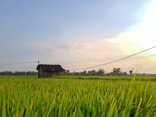 Erfassen Sie Die Heitere Schönheit Der Nachmittäglichen Reisfelder Diesem Fesselnden — Stockfoto