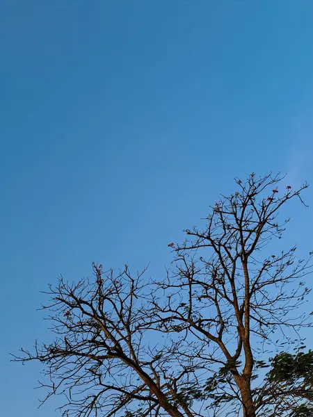 Capturer Beauté Saisissante Des Branches Arbres Secs Contre Ciel Bleu — Photo