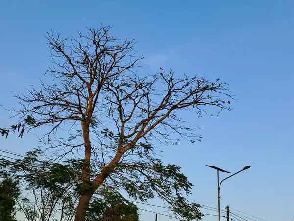 Capturando Beleza Gritante Galhos Árvores Secas Contra Céu Azul Brilhante — Fotografia de Stock