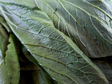 Taze yeşil hardal yeşilliklerinin canlı dünyasını keşfedin. Gıcır gıcır, besleyici güzelliklerini keşfedin ve aşçılık ürünlerinizi yükseltin.