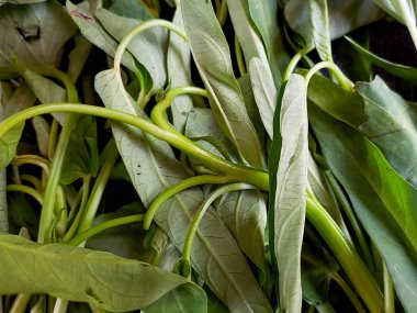 Taze yeşil lahananın canlı, besleyici güzelliğini hissedin. Yemeklerinizi bu süper yiyecek gücüyle yükseltin.