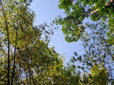 Gölgeli bambu ağaçlarının huzurlu gölgesinin altında teselli bul. Doğanın huzurlu sığınağını kucaklayın ve koşuşturmadan kaçın.