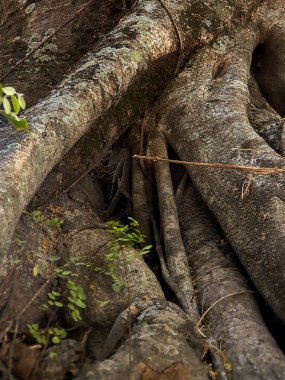 Eşsiz banyan ağacı köklerinin büyüleyici dünyasını keşfedin, doğanın esneklik ve adaptasyonun güzelliğini gösteren sanatsal başyapıtları.