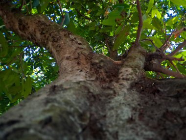Eşsiz banyan ağacı köklerinin büyüleyici dünyasını keşfedin, doğanın esneklik ve adaptasyonun güzelliğini gösteren sanatsal başyapıtları.