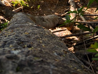 Eşsiz banyan ağacı köklerinin büyüleyici dünyasını keşfedin, doğanın esneklik ve adaptasyonun güzelliğini gösteren sanatsal başyapıtları.