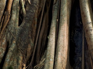 Eşsiz banyan ağacı köklerinin büyüleyici dünyasını keşfedin, doğanın esneklik ve adaptasyonun güzelliğini gösteren sanatsal başyapıtları.