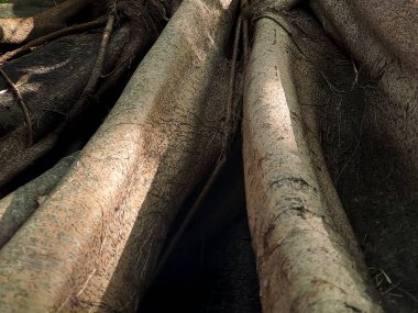 Eşsiz banyan ağacı köklerinin büyüleyici dünyasını keşfedin, doğanın esneklik ve adaptasyonun güzelliğini gösteren sanatsal başyapıtları.