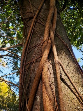 Eşsiz banyan ağacı köklerinin büyüleyici dünyasını keşfedin, doğanın esneklik ve adaptasyonun güzelliğini gösteren sanatsal başyapıtları.