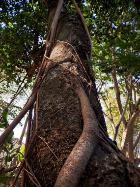 Eşsiz banyan ağacı köklerinin büyüleyici dünyasını keşfedin, doğanın esneklik ve adaptasyonun güzelliğini gösteren sanatsal başyapıtları.
