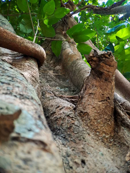 Entdecken Sie Die Faszinierende Welt Der Einzigartigen Banyan Baumwurzeln Der — Stockfoto