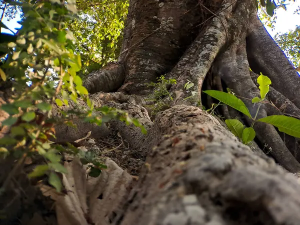 Entdecken Sie Die Faszinierende Welt Der Einzigartigen Banyan Baumwurzeln Der — Stockfoto