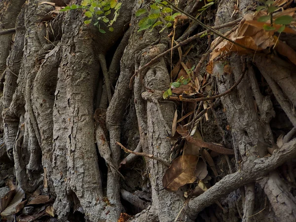 Odkryj Urzekający Świat Unikalnych Korzeni Drzewa Banyan Artystycznych Arcydzieł Przyrody — Zdjęcie stockowe
