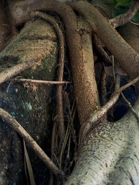복원력과 적응력의 아름다움을 보여주는 자연의 예술적 독특한 뿌리의 매혹적인 세계를 — 스톡 사진