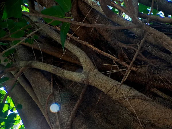 Descubra Mundo Cativante Das Raízes Únicas Banyan Tree Obras Primas — Fotografia de Stock