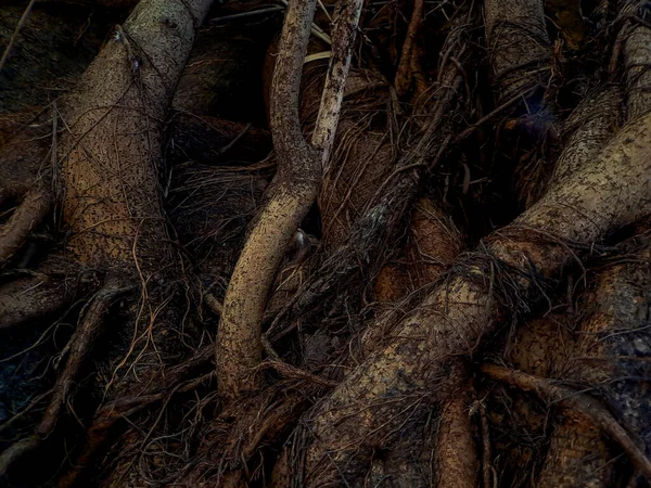 Upptäck Den Fängslande Världen Unika Banyanträd Rötter Naturens Konstnärliga Mästerverk — Stockfoto