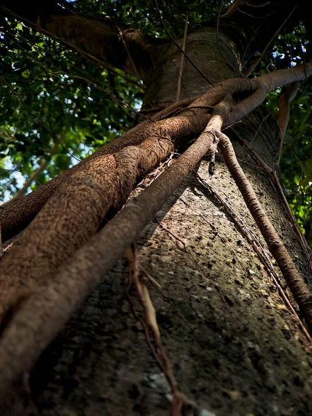 Odkryj Urzekający Świat Unikalnych Korzeni Drzewa Banyan Artystycznych Arcydzieł Przyrody — Zdjęcie stockowe