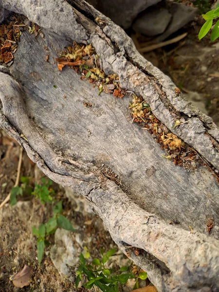 Descubra Mundo Cativante Das Raízes Únicas Banyan Tree Obras Primas — Fotografia de Stock